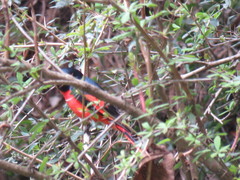 Pericrocotus ethologus