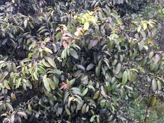 Diospyros sandwicensis