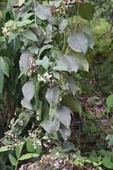 Heliotropium verdcourtii