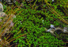 Clinopodium nubigenum