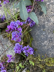 Hardenbergia