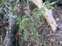 Coprosma rhamnoides