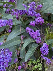 Hardenbergia