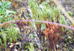 Hypericum lancioides