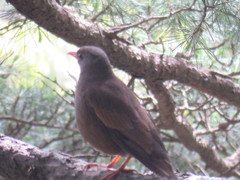 Turdus boulboul