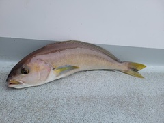 Caulolatilus princeps