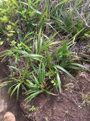 Dianella sandwicensis