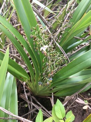 Dianella sandwicensis