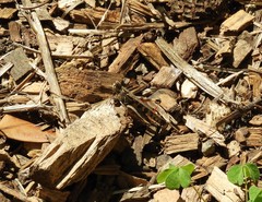 Chortoicetes terminifera