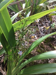 Dianella sandwicensis