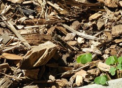 Chortoicetes terminifera