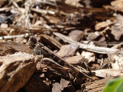 Chortoicetes terminifera