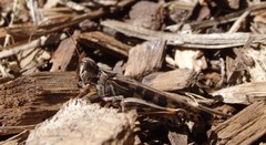 Chortoicetes terminifera