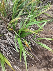 Dianella sandwicensis