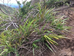 Dianella sandwicensis