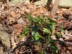 Mycosphaerella colorata