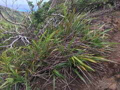 Dianella sandwicensis