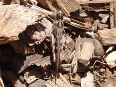 Chortoicetes terminifera