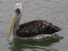 Pelecanus thagus