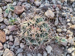 Coryphantha robustispina scheeri
