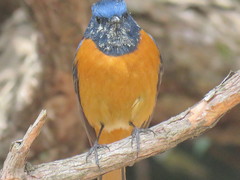 Phoenicurus frontalis