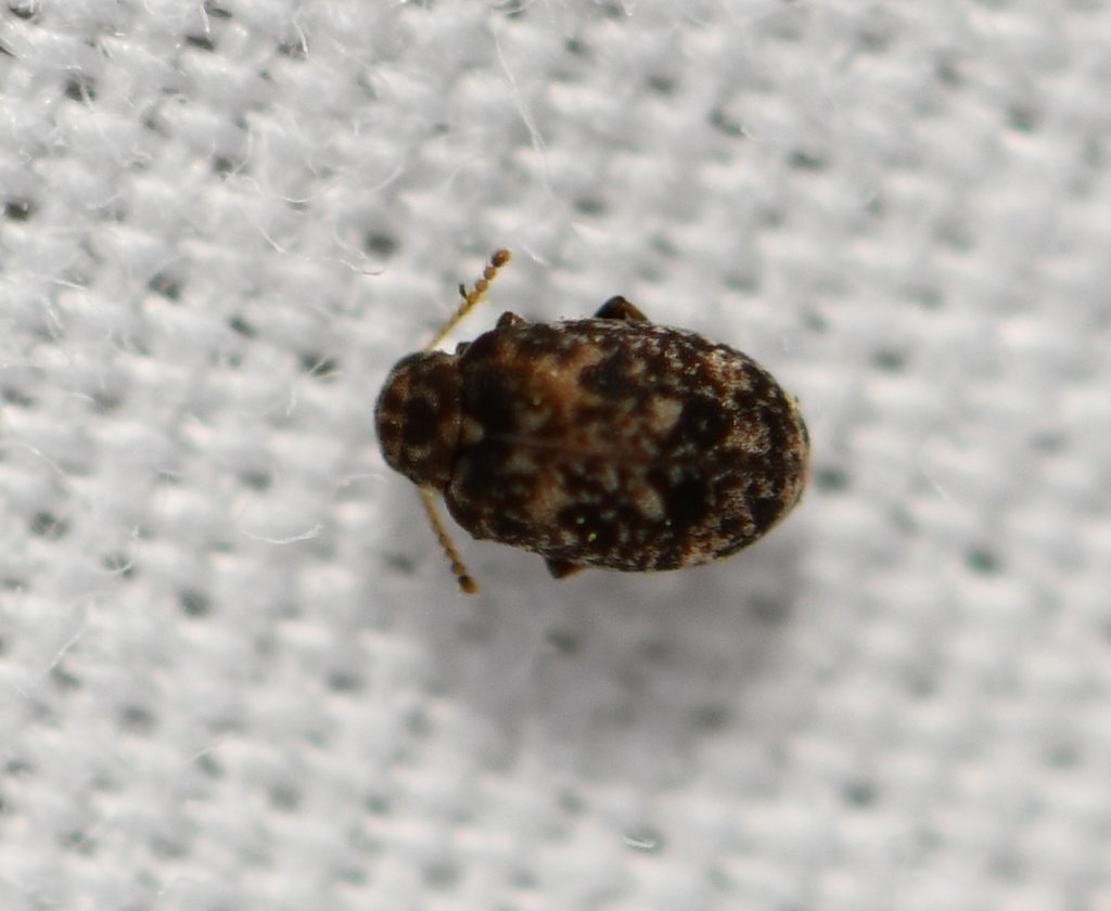 Ganascus ventricosus