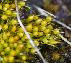 Pleuridium acuminatum