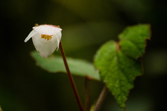 Begonia areolata