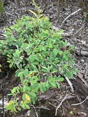 Euphorbia celastroides