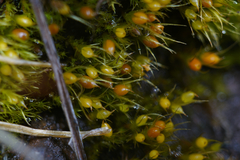 Pleuridium acuminatum