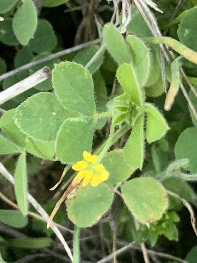 little burclover from Ledbetter Park, Cameron, TX, US on March 06, 2021 at 0552 PM by Bruce