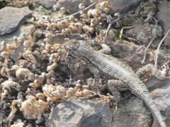 Sceloporus occidentalis occidentalis
