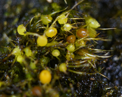 Pleuridium acuminatum