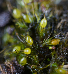 Pleuridium acuminatum