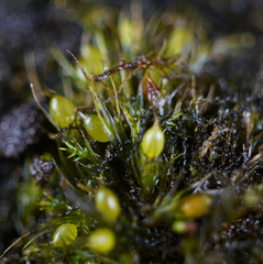 Pleuridium acuminatum