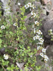 Spiraea prunifolia pseudoprunifolia