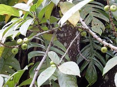 Ficus fistulosa