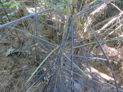 Pseudopanax crassifolius