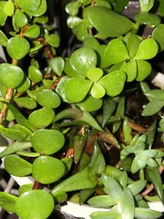 Magnoliopsida