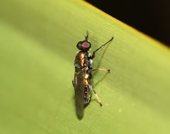 Nothomyia calopus