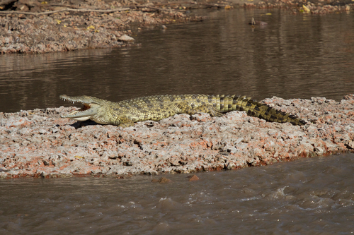 Nile Crocodile
