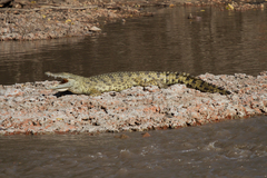 Crocodylus niloticus africanus