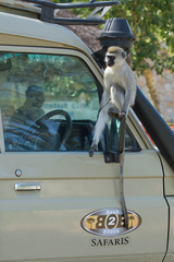 Chlorocebus pygerythrus hilgerti