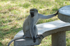 Chlorocebus pygerythrus hilgerti