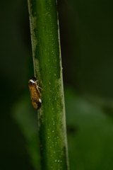 Colsa cavata