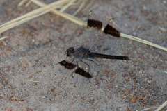 Brachythemis leucosticta