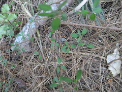 Coprosma propinqua