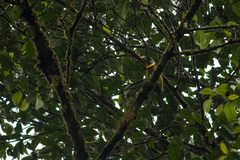 Psilopogon pyrolophus