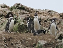 Spheniscus humboldti