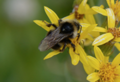 Bombus flavidus flavidus